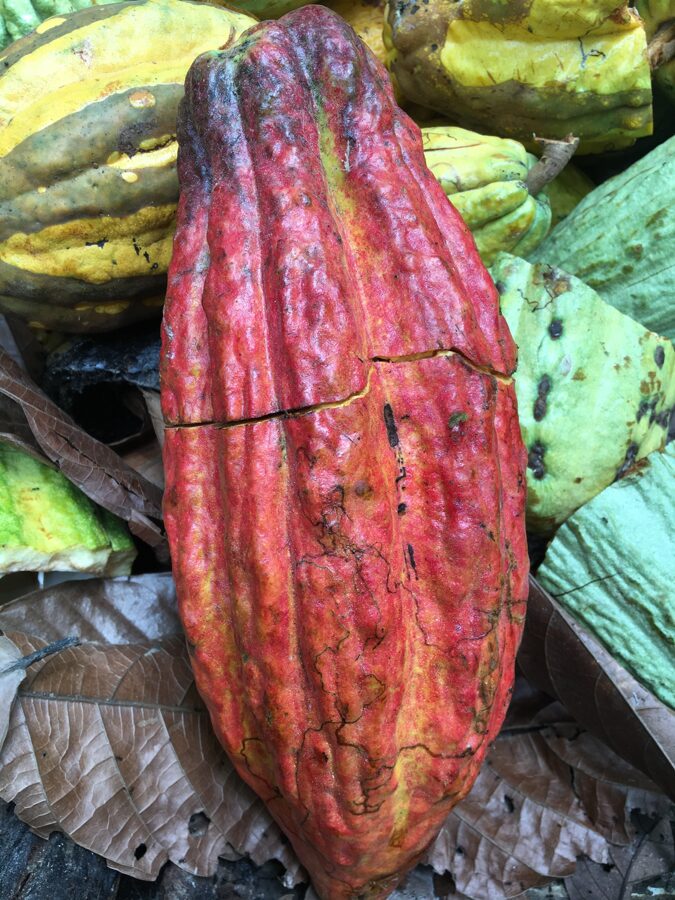 Unser Cacao aus Ecuador